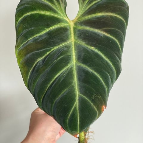 Philodendron amazon sunset stiklinger