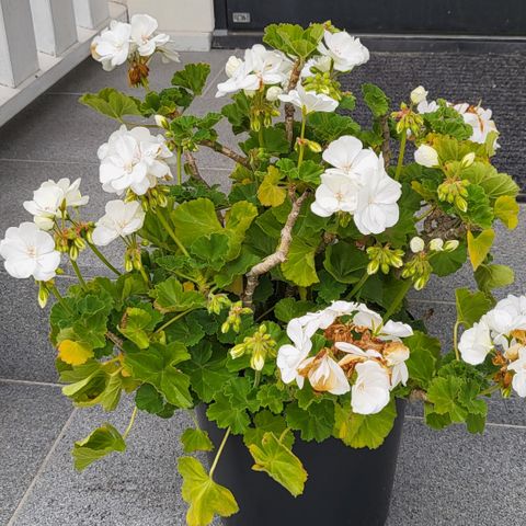 Mange årlige pelargonia med hvitt blomster