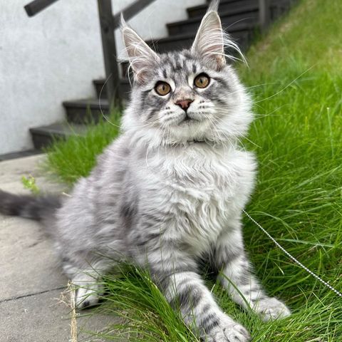 Maine coon kattunge søker forhjem