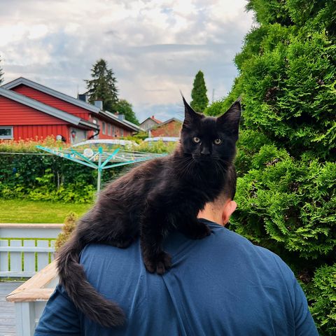 Kattunger av Maine Coon selges