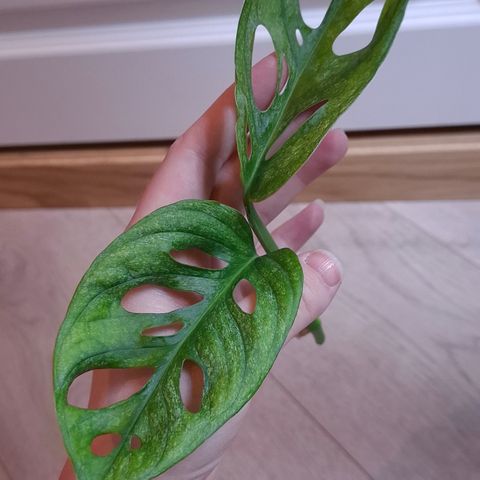 Monstera Adansonii mint EU