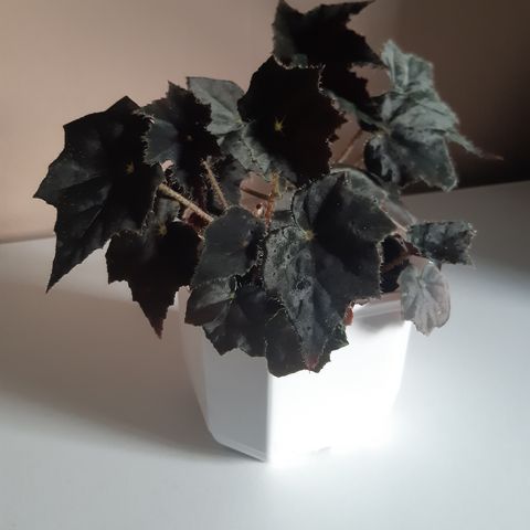 Begonia Black Velvet. Selges hele planten.