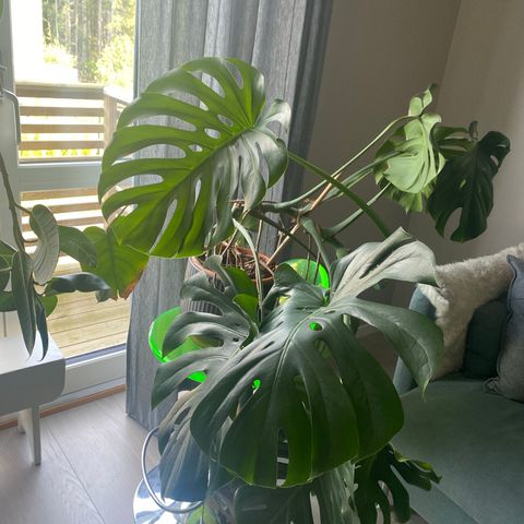 Monstera grønnplante