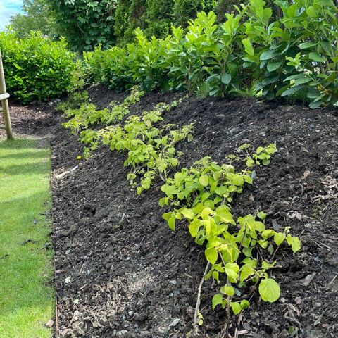 Klatrehortensia - flere planter