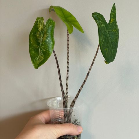 Alocasia zebrina variegata