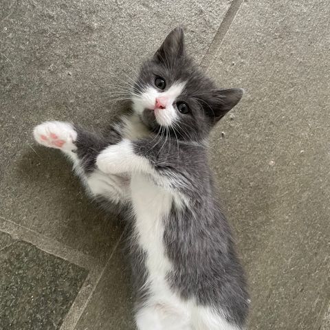 Kattunge grå/hvit