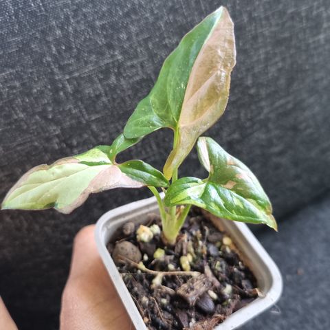 Syngonium redspot tricolor