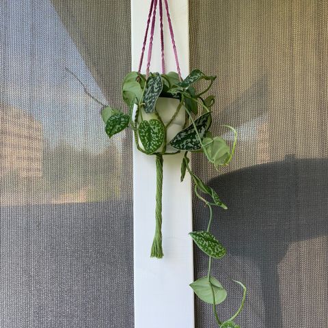 Satin Pothos, Potte & Ampel (3 for 2 på alle annonser)