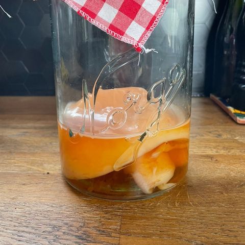 Kombucha scoby