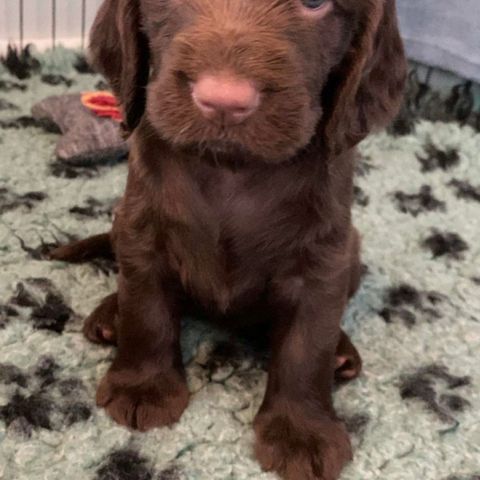 Field spaniel hannvalp