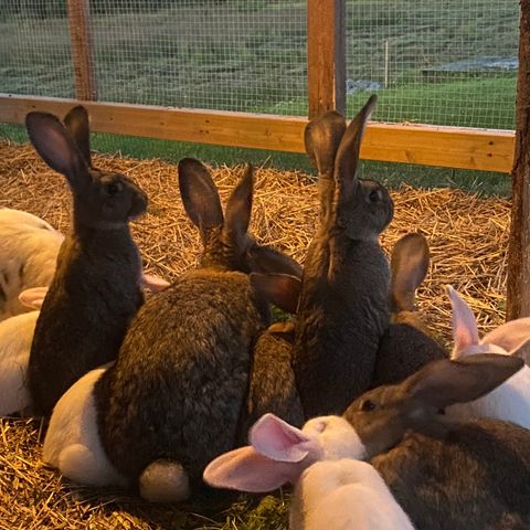 75% belgisk kjempe kaninunger selges