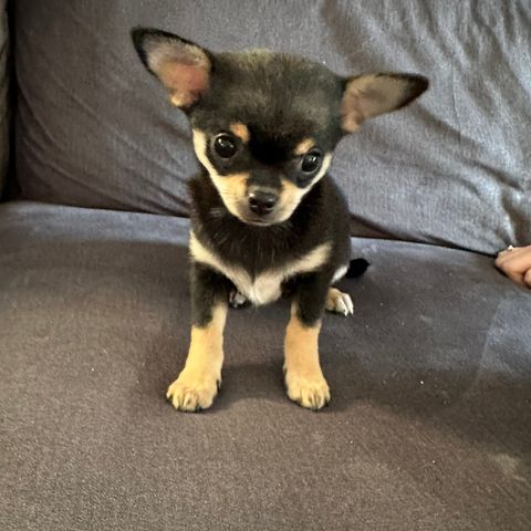 Chihuahua