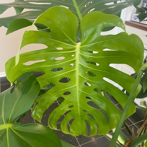 Stor monstera