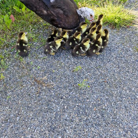 Moskusand familie