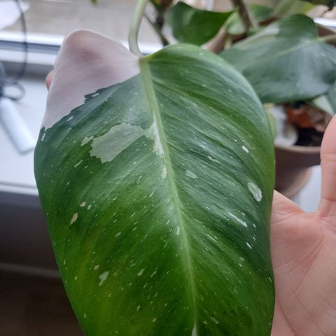 Philodendron stor toppstikling