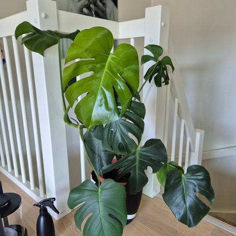 Monstera