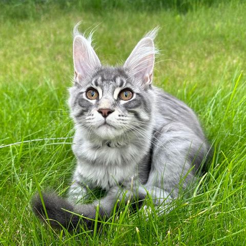 Maine Coon Kattunger