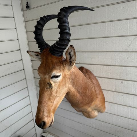 Utstoppet Western Hartebeest antilope