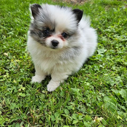 NESTEN POMERANIAN VALPER TIL SALGS. LEVERINGSKLARE