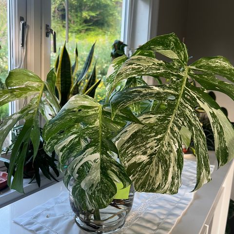 Monstera variegata stiklinger