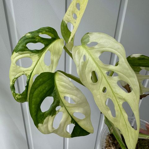 Monstera adansonii variegata 'Japan'