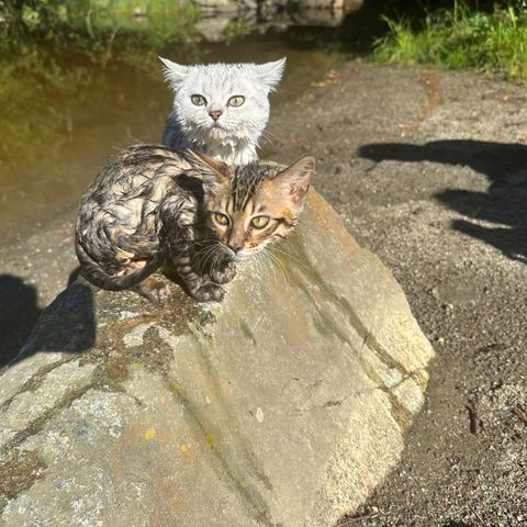 Rase katter: Scottish straight/chinchilla og bengal