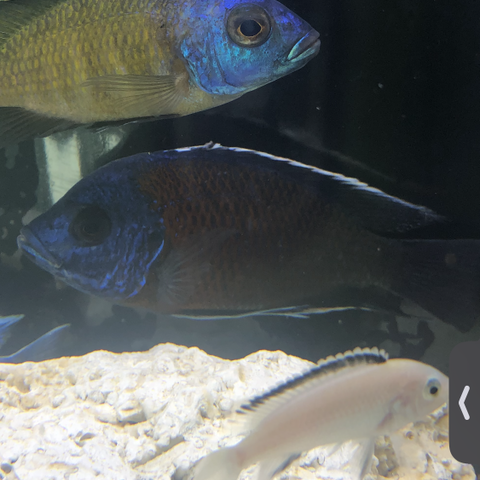 Copadichromis borleyi Kandango Redfin