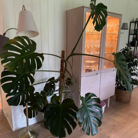 Stor monstera selges