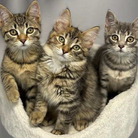Skjønne kattunger : ULYSSA 🧡 URANIA 💜 UDAYA 🩷 Adopter fra LUCAS ORG. 🐾