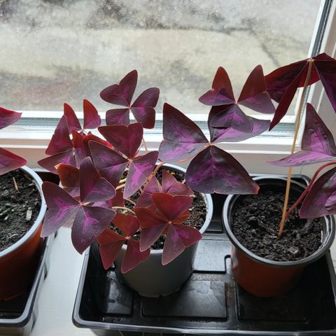 Oxalis triangularis (Gjøkesyre)