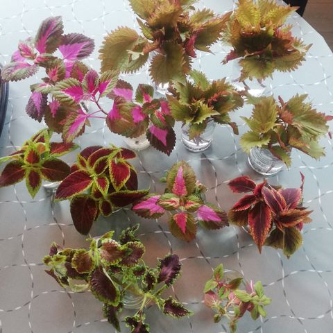 Coleus / Praktspragle stiklinger (flere typer)