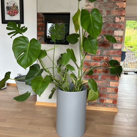 Monstera selges