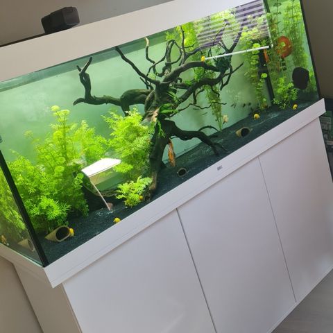 450L akvarium fra juwel!