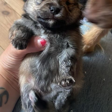 Pomeranian gutt NKK reg