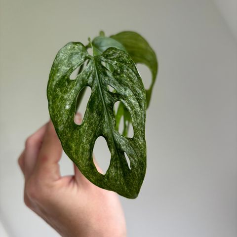 Monstera Adansonii Mint toppstikling.