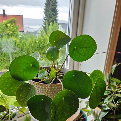 Pilea/ elefantøre