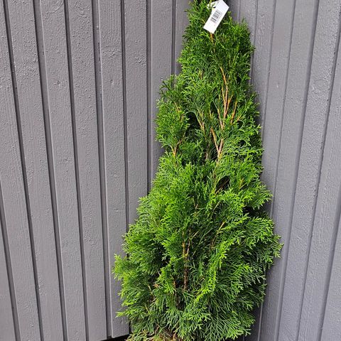 Thuja, 1 meter høy