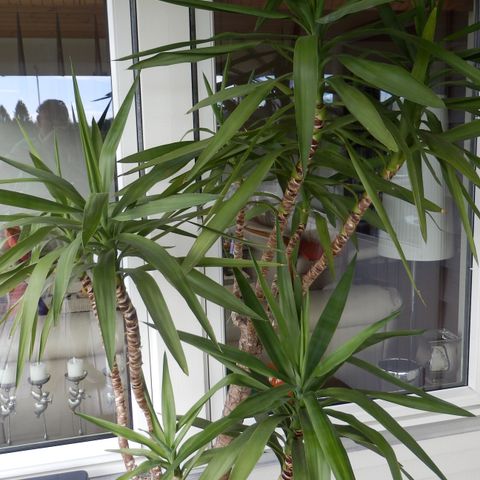 Stor vakker Yucca plante