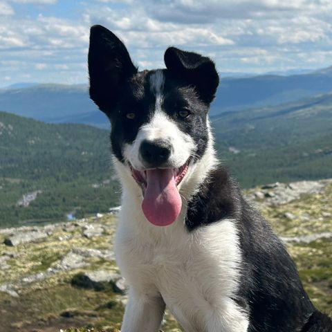 Border Collie