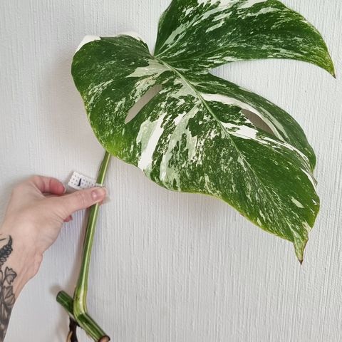 Monstera Albo Variegata stiklinger