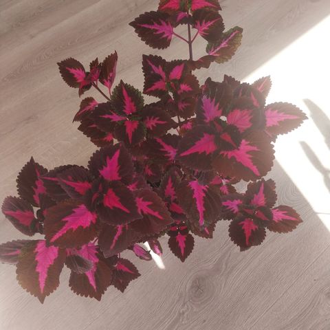 Coleus China rose