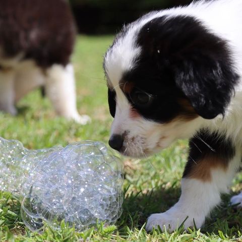 Miniature American Shepherd