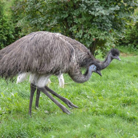 Emu par