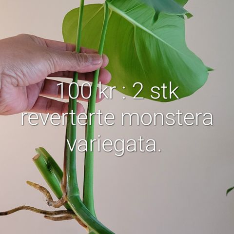 Monstera variegata