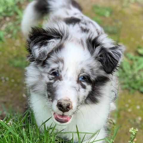 Husrene Sheltie-Valper