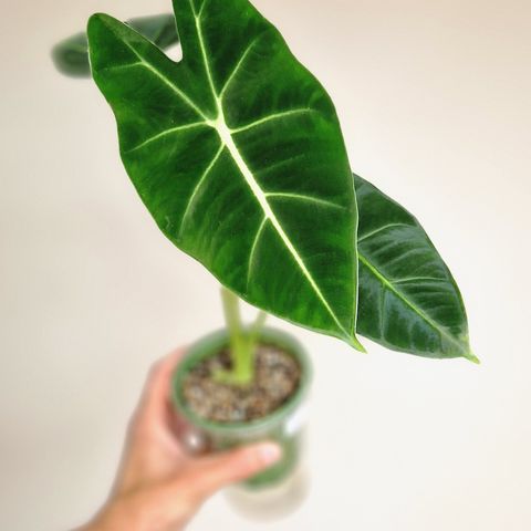 Alocasia Micholitziana 'Frydek'