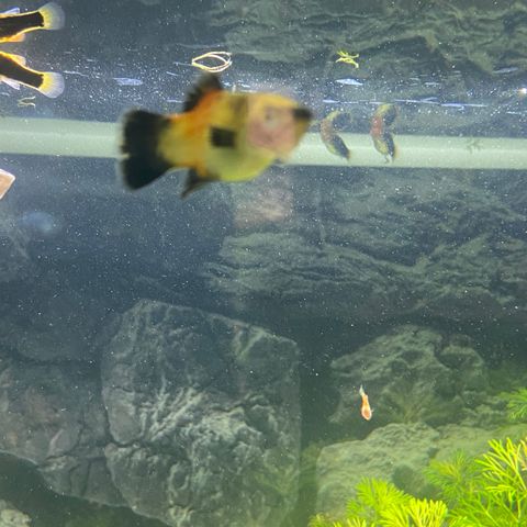 4 Store platy og mange ynglinger