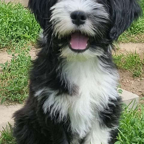 Tibetansk Terrier hannvalper