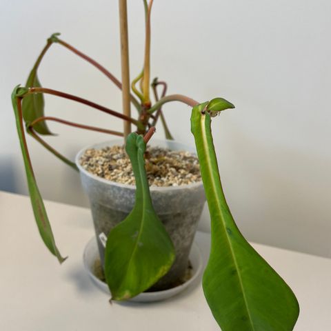 Philodendron Joepii