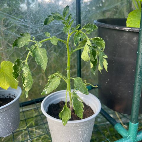 3 Agurkplanter og 1 Tomatplante